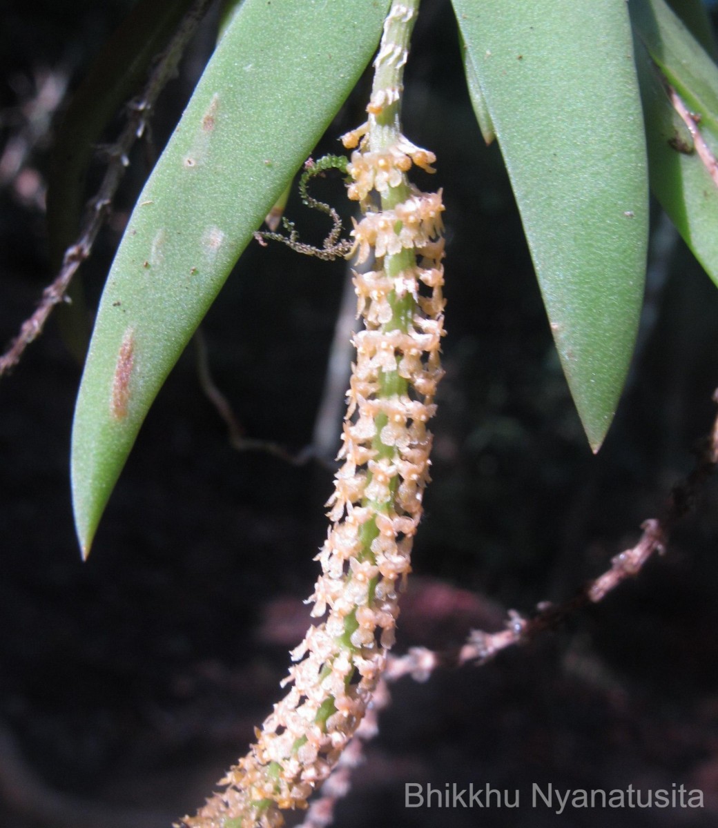 Oberonia thwaitesii Hook.f.